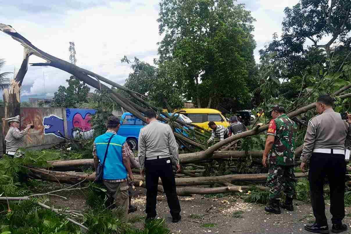 Angin Kencang Landa Kota Malang, Akibatkan Pohon Tumbang di Sembilan Titik
