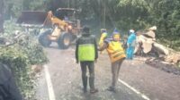 Proses pembersihan batang pohon yang tutup akses jalan Provinsi Malang - Kediri di Kecamatan Pujon. (ist) - Diterjang Hujan dan Angin Kencang, Pohon Besar di Pujon Tumbang, Jalur Malang - Kediri Lumpuh