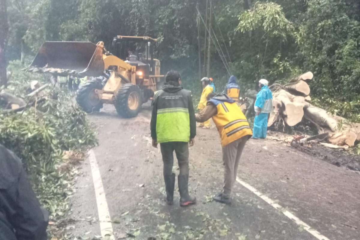 Proses pembersihan batang pohon yang tutup akses jalan Provinsi Malang - Kediri di Kecamatan Pujon. (ist) - Diterjang Hujan dan Angin Kencang, Pohon Besar di Pujon Tumbang, Jalur Malang - Kediri Lumpuh