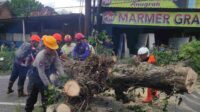 Pohon Besar Tumbang di Singosari, Lima Pengendara Sepeda Motor Terluka