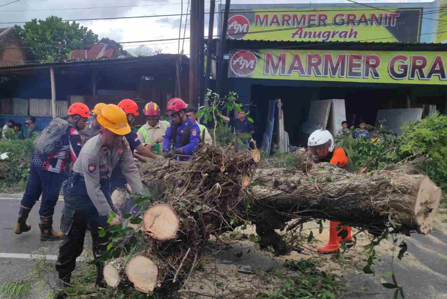 Pohon Besar Tumbang di Singosari, Lima Pengendara Sepeda Motor Terluka