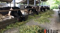 Sapi perah. (Seru.co.id/wul) - 152 Hewan Ternak di Kabupaten Malang Terjangkit Virus PMK