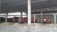 Sapi-sapi milik Suwaji. (ist) - Ratusan Sapi di Kabupaten Malang Terjangkit PMK, 29 Ekor Mati