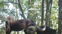 Survei JWLS, TNBTS: Macan Tutul Masih Ada di Kawasan Gunung Bromo