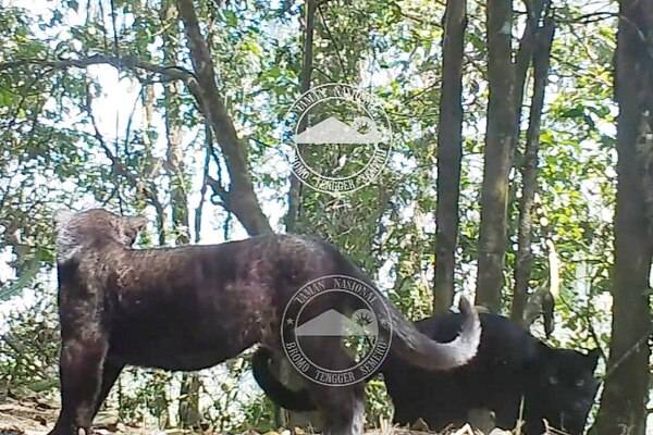 Survei JWLS, TNBTS: Macan Tutul Masih Ada di Kawasan Gunung Bromo