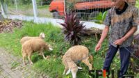 3 ekor kambing milik mantan klien yang diberikan pada Liposos Jember. (Seru.co.id/amb) - Mantan Warga Binaan Beri Donasi Tiga Ekor Kambing untuk Liposos Dinsos Jember