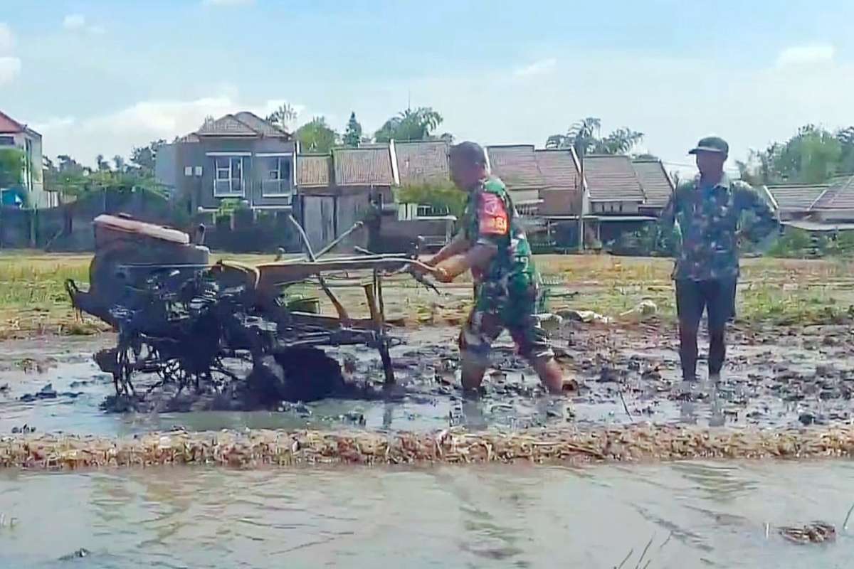 Babinsa Blimbing bantu petani Pandanwangi bajak sawah. (ist) - Babinsa Blimbing Bantu Petani Pandanwangi Bajak Sawah
