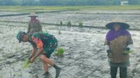 Babinsa Blimbing dampingi petani Pandanwangi tanam bibit padi. (ist) - Babinsa Blimbing Dampingi Petani Pandanwangi Tanam Bibit Padi