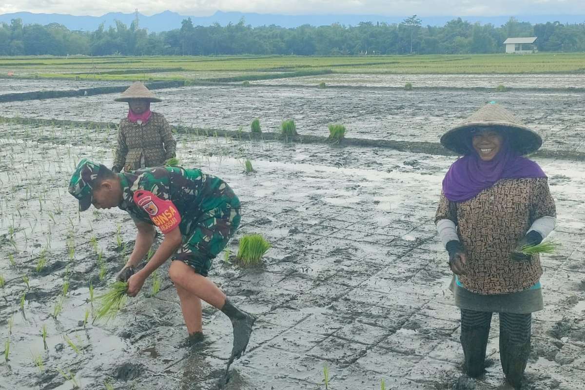 Babinsa Blimbing dampingi petani Pandanwangi tanam bibit padi. (ist) - Babinsa Blimbing Dampingi Petani Pandanwangi Tanam Bibit Padi