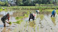 Babinsa Kedungkandang Dampingi Petani Wonokoyo Tanam Padi