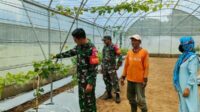 Babinsa Klojen Belajar Teknik Budidaya Anggur dengan Sistem Drip