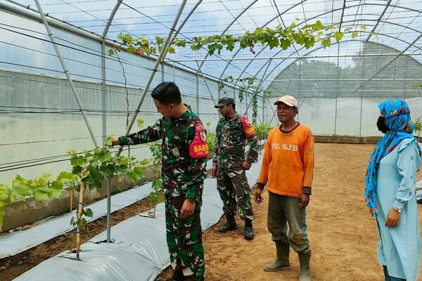Babinsa Klojen Belajar Teknik Budidaya Anggur dengan Sistem Drip