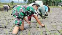Babinsa Lowokwaru Dampingi Petani Tunggulwulung Wujudkan Ketahanan Pangan