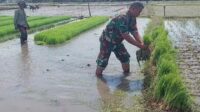 Babinsa Pandanwangi Dampingi Petani Tanam Padi, Wujudkan Ketahanan Pangan