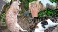 Puluhan Kucing di Jatimulyo Mati Misterius, Diduga Diracun