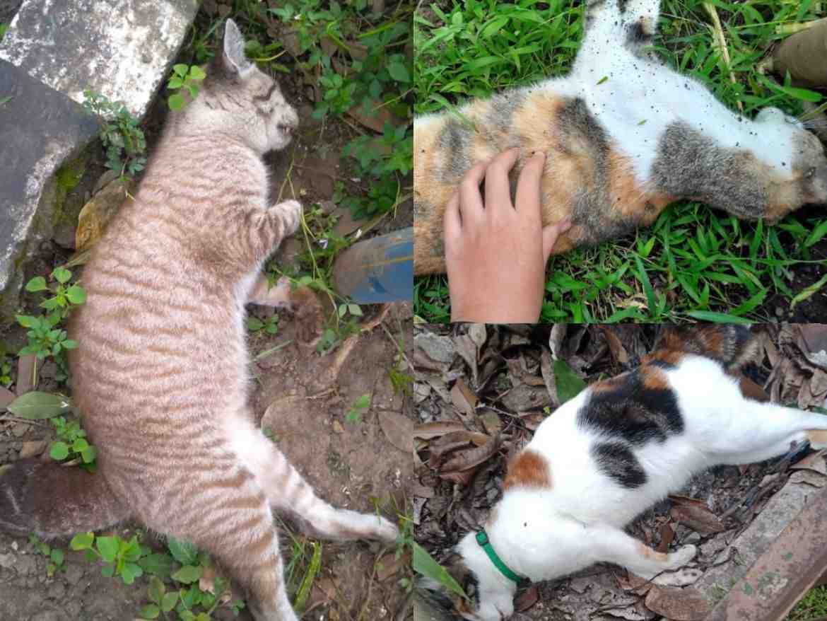 Puluhan Kucing di Jatimulyo Mati Misterius, Diduga Diracun