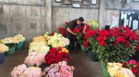 Jelang Valentine, Permintaan Mawar Potong dari Bali Meningkat Tajam