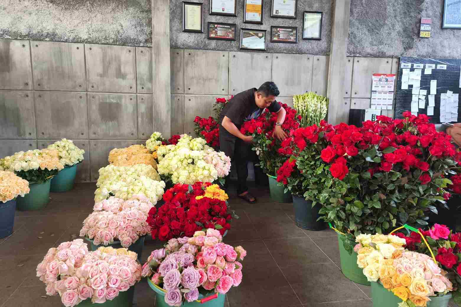 Jelang Valentine, Permintaan Mawar Potong dari Bali Meningkat Tajam