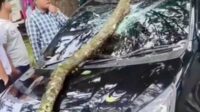 Mobil yang tertimpa dahan pohon. (ist) - Dahan Pohon Tumbang Timpa Mobil di Jalan Bandung Kota Malang