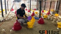 Proses pemberian pakan pada ayam petelur jantan oleh owner. (Seru.co.id/wul) - Geluti Usaha Pembesaran Ayam Petelur Jantan, Peternak Milenial di Wagir Raup Omzet Puluhan Juta