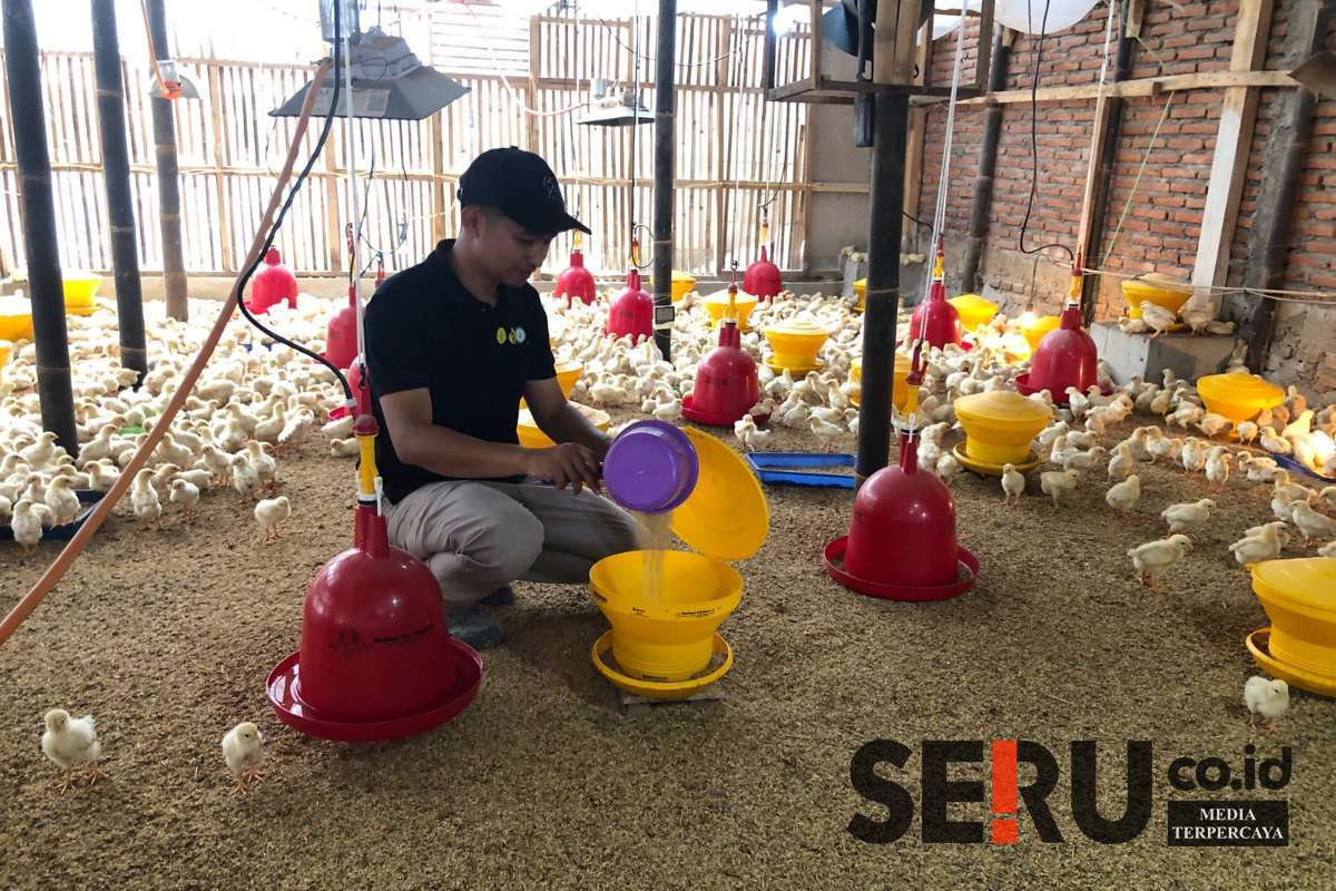 Proses pemberian pakan pada ayam petelur jantan oleh owner. (Seru.co.id/wul) - Geluti Usaha Pembesaran Ayam Petelur Jantan, Peternak Milenial di Wagir Raup Omzet Puluhan Juta