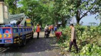 Dua Pohon Tumbang di Kabupaten Malang, Seorang Pelajar Menjadi Korban