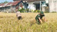 Babinsa Blimbing Bantu Petani Balearjosari Panen