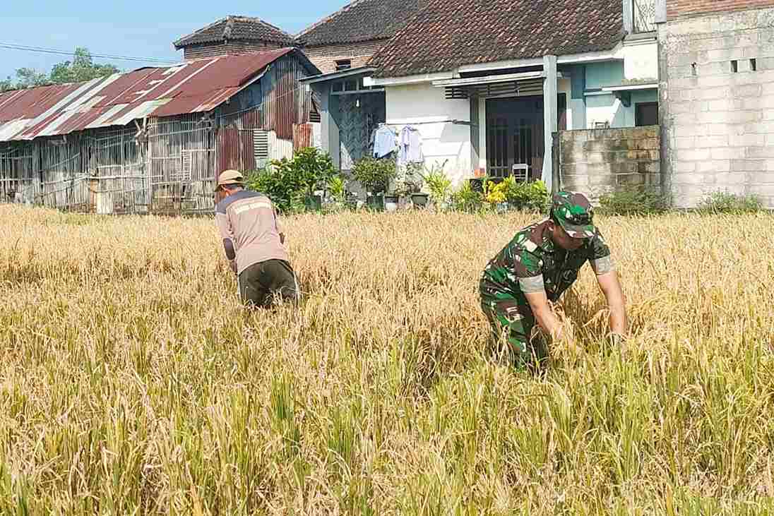 Babinsa Blimbing Bantu Petani Balearjosari Panen