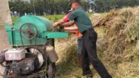 Babinsa Lowokwaru Bantu Petani Tunggulwulung Panen Padi Tingkatkan Ketahanan Pangan