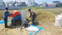 Babinsa Lowokwaru Bantu Petani Tunggulwulung Panen Padi