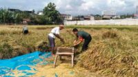 Babinsa Lowokwaru Bantu Petani Tunggulwulung Panen Padi