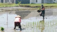 Babinsa Sukun Dampingi Petani Bandulan Dukung Ketahanan Pangan Nasional
