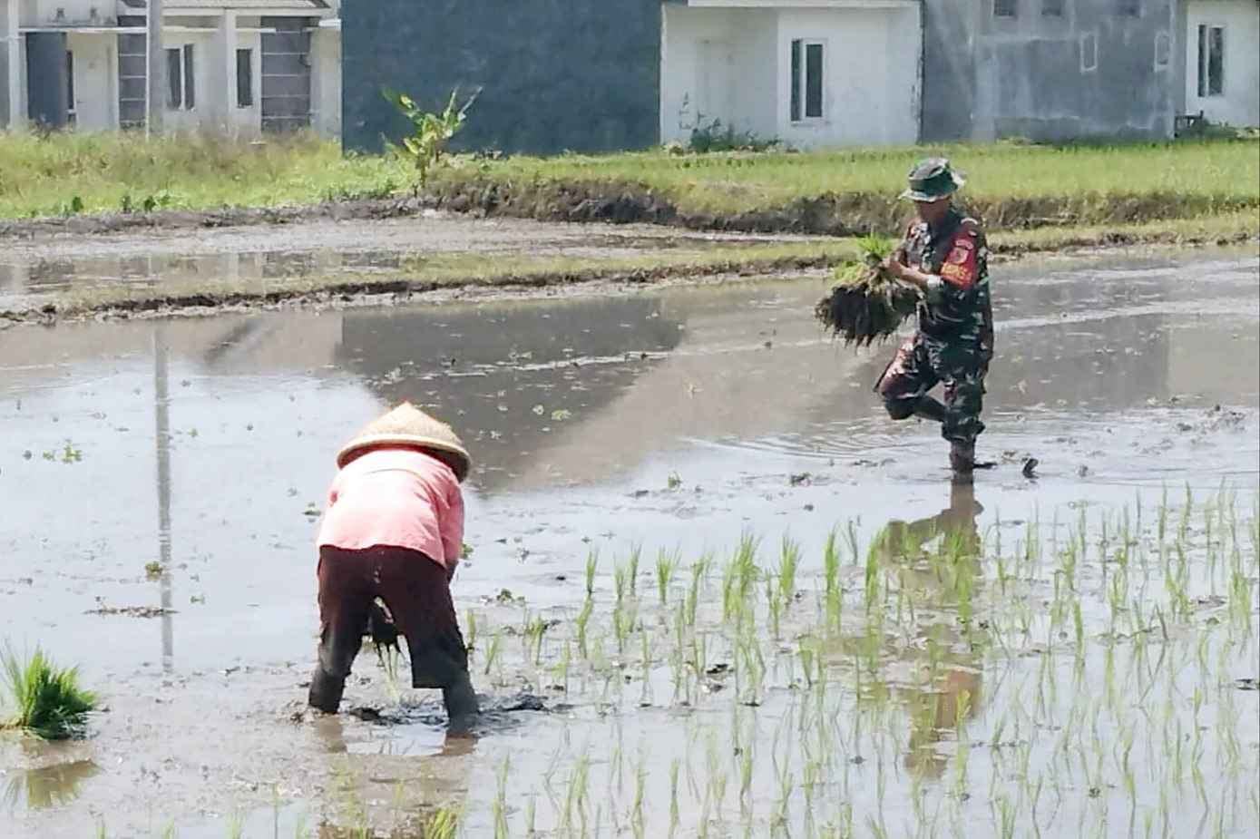 Babinsa Sukun Dampingi Petani Bandulan Dukung Ketahanan Pangan Nasional