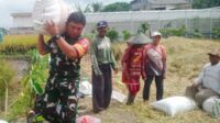 Babinsa Sukun Dampingi Petani Kebonsari Panen Padi, Dukung Swasembada Pangan Nasional
