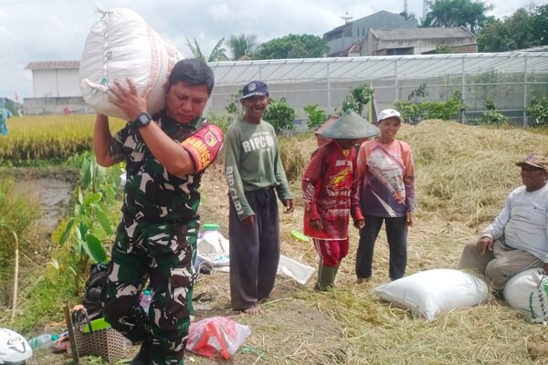 Babinsa Sukun Dampingi Petani Kebonsari Panen Padi, Dukung Swasembada Pangan Nasional