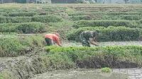 Babinsa Sukun Dampingi Petani Mulyorejo Tanam Padi Wujudkan Swasembada Pangan