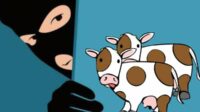 Ilustrasi Pencuri mengincar ternak sapi. (ist) - Polres Batu Ringkus Pencuri Anak Sapi dengan Modus Bobol Tembok Kandang