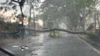 Keadaan pohon saat menutup jalan Jalibar. (ist) - Diterjang Hujan Lebat dan Angin Kencang, Pohon Tumbang di Jalibar Tutup Akses Jalan