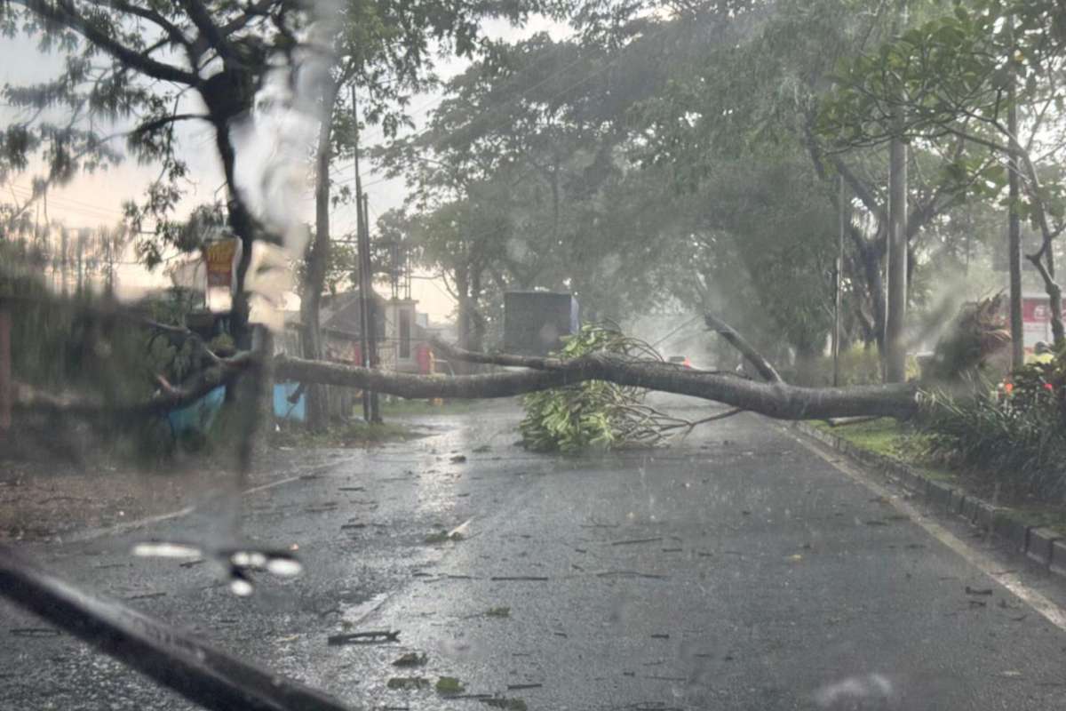 Keadaan pohon saat menutup jalan Jalibar. (ist) - Diterjang Hujan Lebat dan Angin Kencang, Pohon Tumbang di Jalibar Tutup Akses Jalan