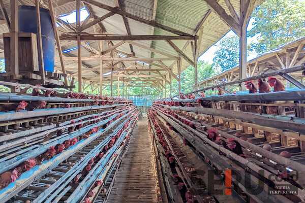 Dispangtan Kota Malang: Jumlah Peternak Ayam Petelur Semakin Berkurang