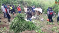 Kepala BB TNBTS: Temuan Ladang Ganja di Luar Kawasan Wisata