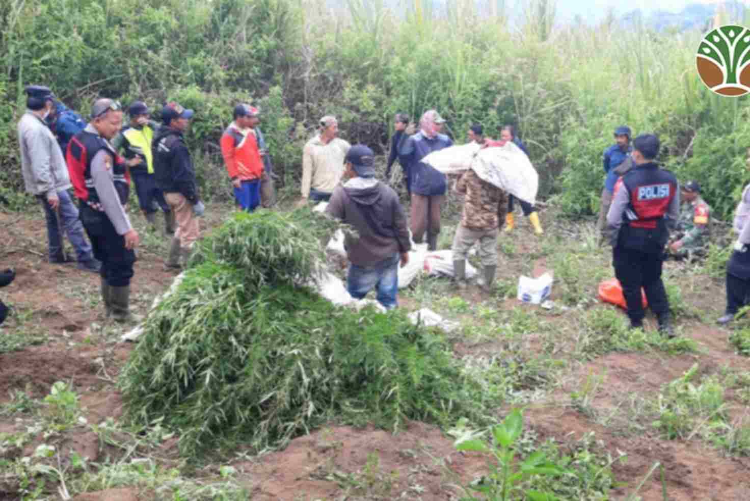 Kepala BB TNBTS: Temuan Ladang Ganja di Luar Kawasan Wisata