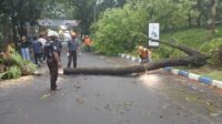 Proses pembersihan batang pohon tumbang di Karangkates, Kecamatan Sumberpucung, Kabupaten Malang. (ist) - Cuaca Ekstrem, Pohon Besar Berakar Lapuk Tumbang di Karangkates Sebabkan Kemacetan