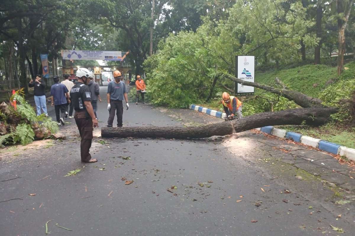 Proses pembersihan batang pohon tumbang di Karangkates, Kecamatan Sumberpucung, Kabupaten Malang. (ist) - Cuaca Ekstrem, Pohon Besar Berakar Lapuk Tumbang di Karangkates Sebabkan Kemacetan