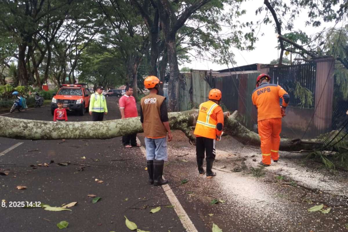 Proses pembersihan batang pohon yang tumbang di Jalibar. (ist) - Diterjang Hujan Lebat dan Angin Kencang, Pohon Tumbang di Jalibar Tutup Akses Jalan