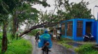 Pohon Tumbang Diterjang Hujan Angin, Rumah Warga Lawang Terdampak