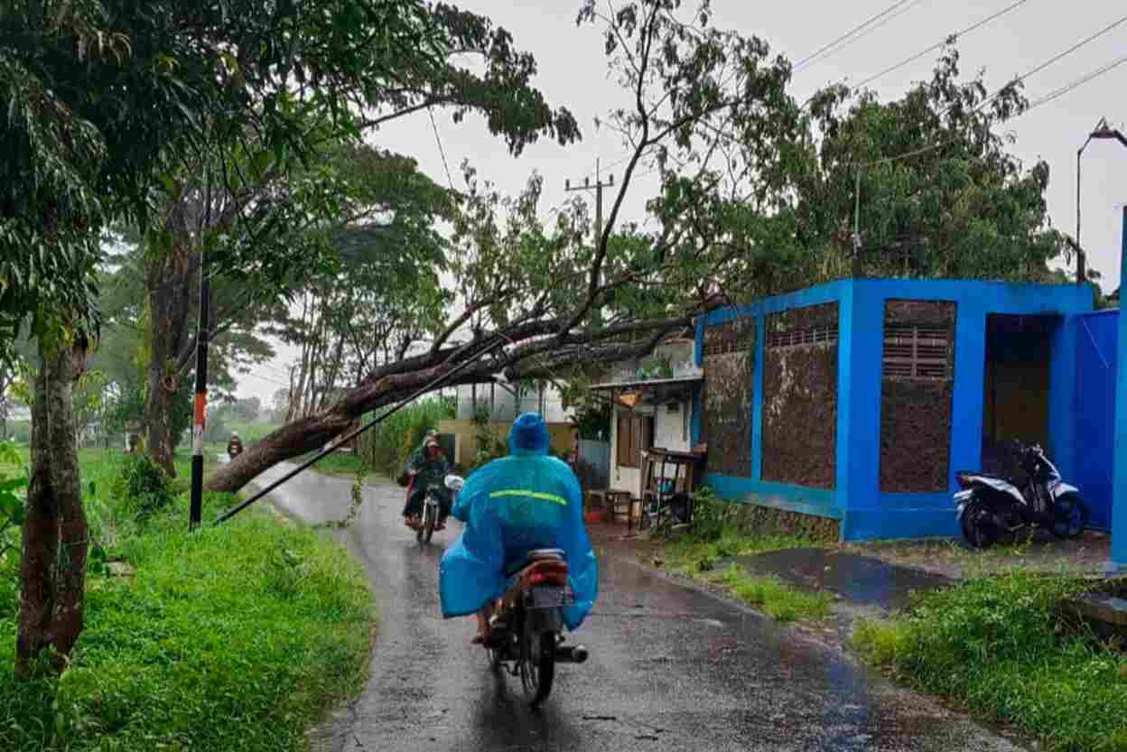 Pohon Tumbang Diterjang Hujan Angin, Rumah Warga Lawang Terdampak
