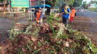Ranting Pohon Besar Patah Tutup Akses Jalan Gondanglegi, Pemudik Wajib Berhati-hati