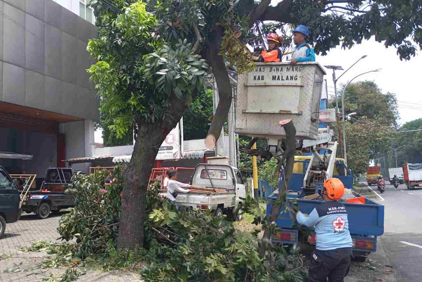 Dua Pengendara Motor di Singosari Alami Luka Ringan Usai Tertimpa Ranting Pohon