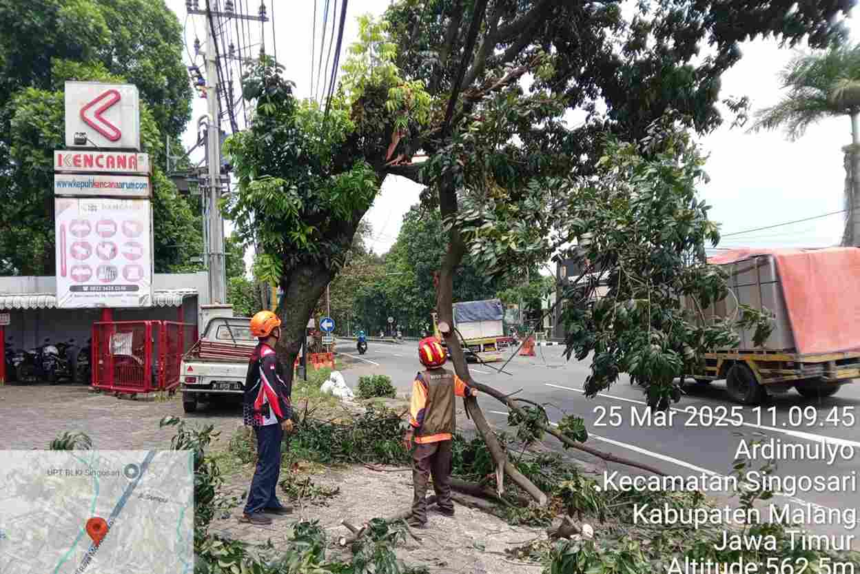 Diterjang Angin, Ranting Pohon Mahoni di Singosari Patah Menimpa Kabel Provider